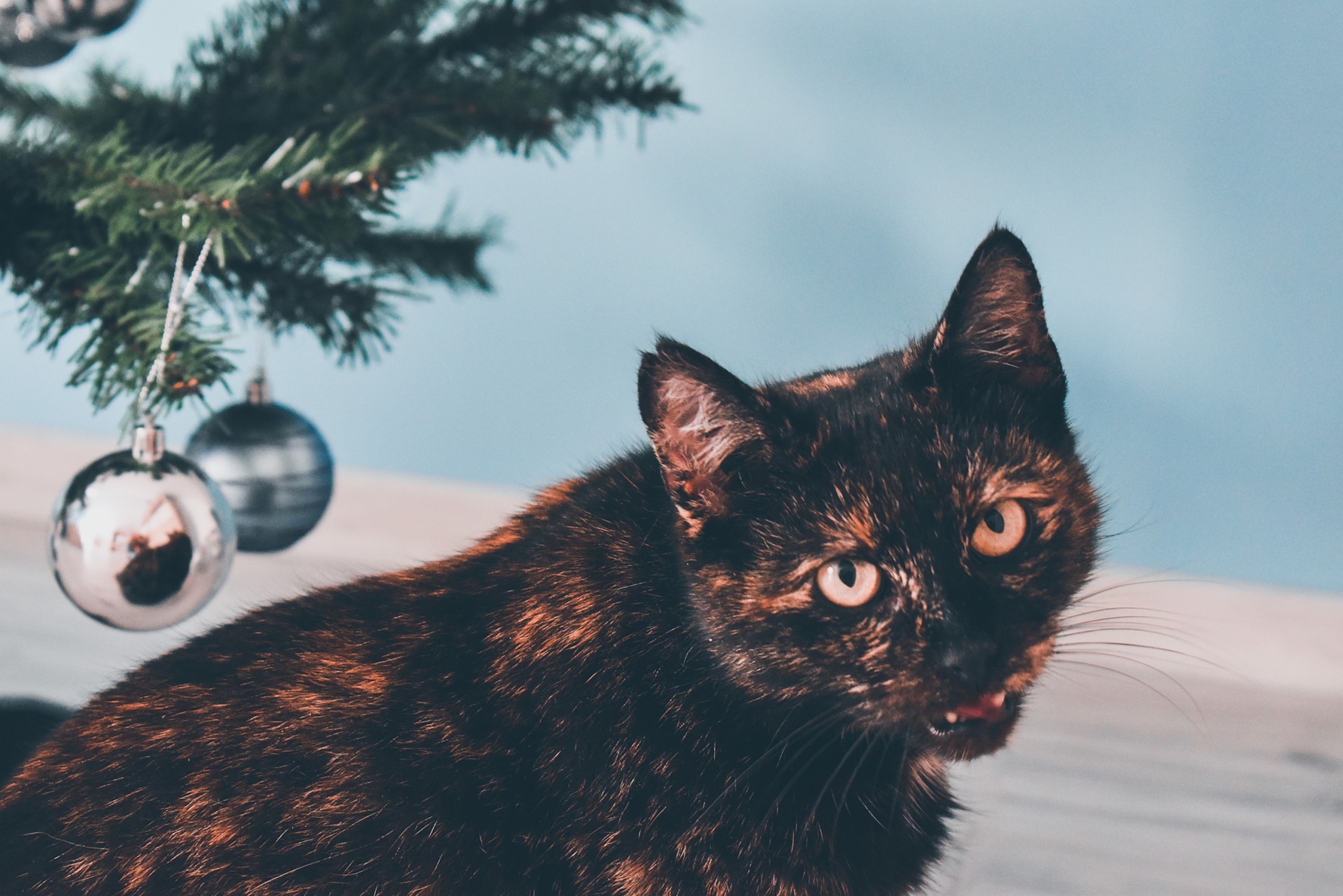 How to Stop Your Cat From Chewing the Christmas Tree Lights PawTracks