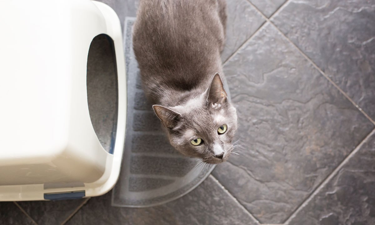 Cat near its litter box