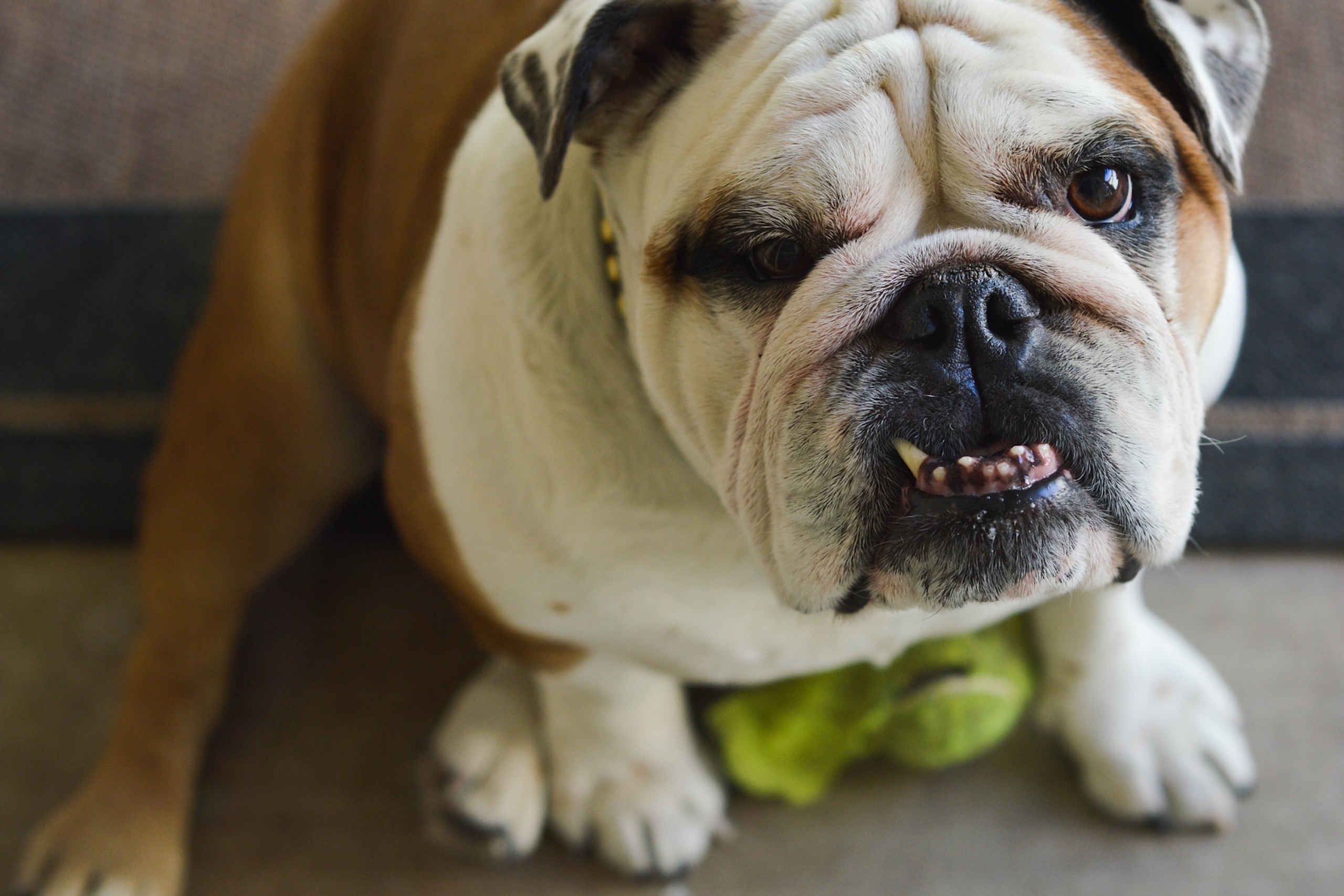 a bulldog with an underbite sits with a toy and looks up at the camera