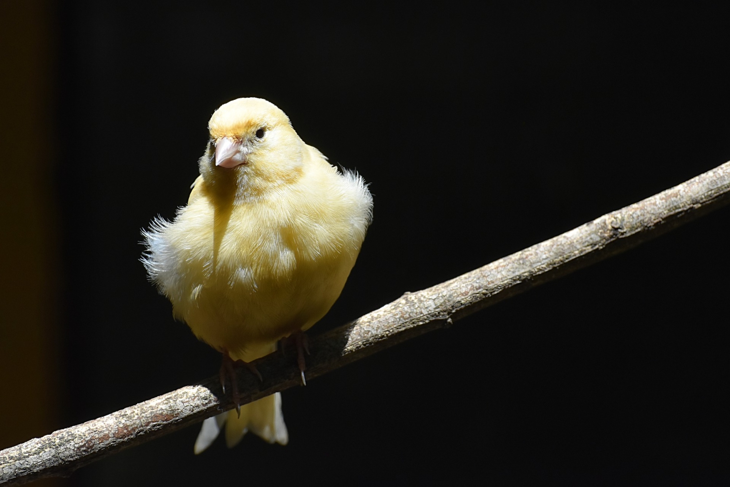 a yellow canary sits on a wooden perch