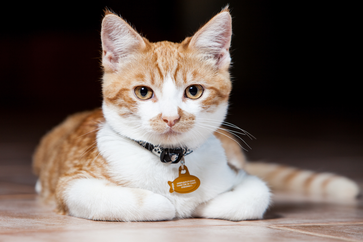 10 cute ID collars your cat will tolerate | PawTracks