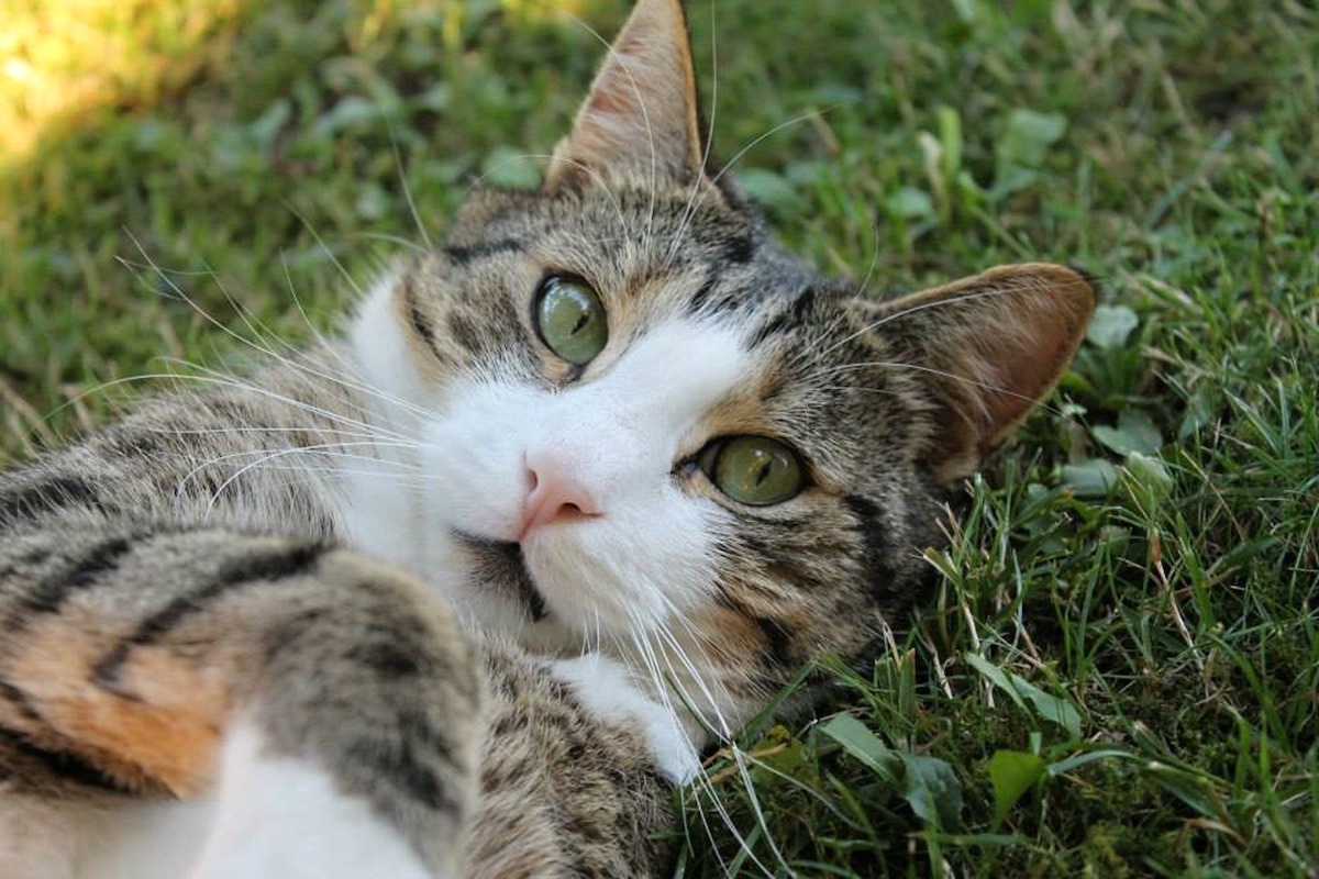 a white and striped cat lies on its back in the grass, looking up with big green eyes