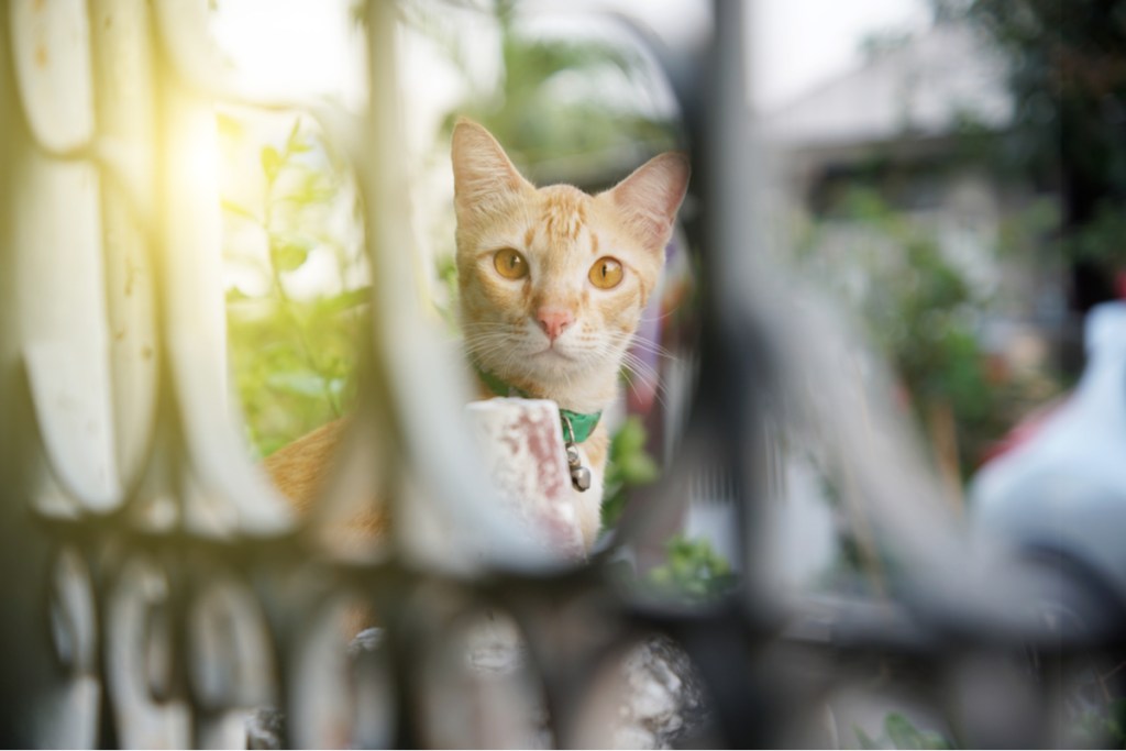 Oranžinė katė žiūri pro vartų skylutes