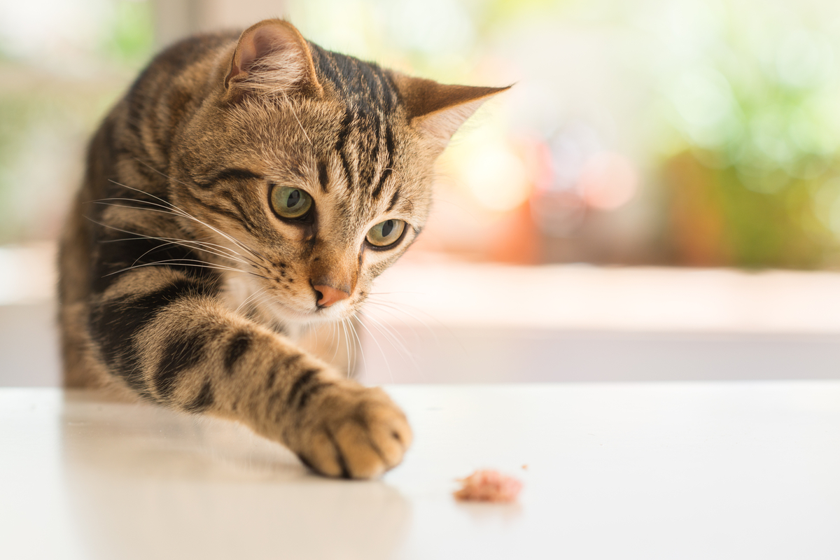 katės svorio padidėjimo papildas, pawing at gydyti
