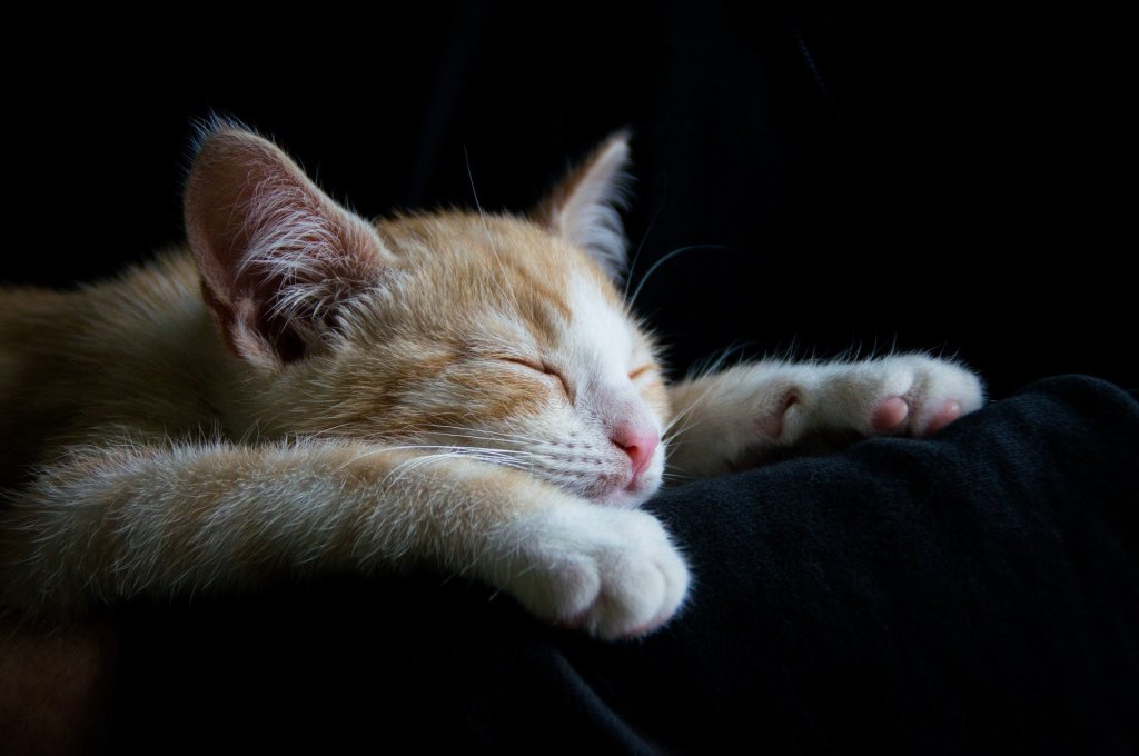 Orange and yellow cat sleeping on its owners leg