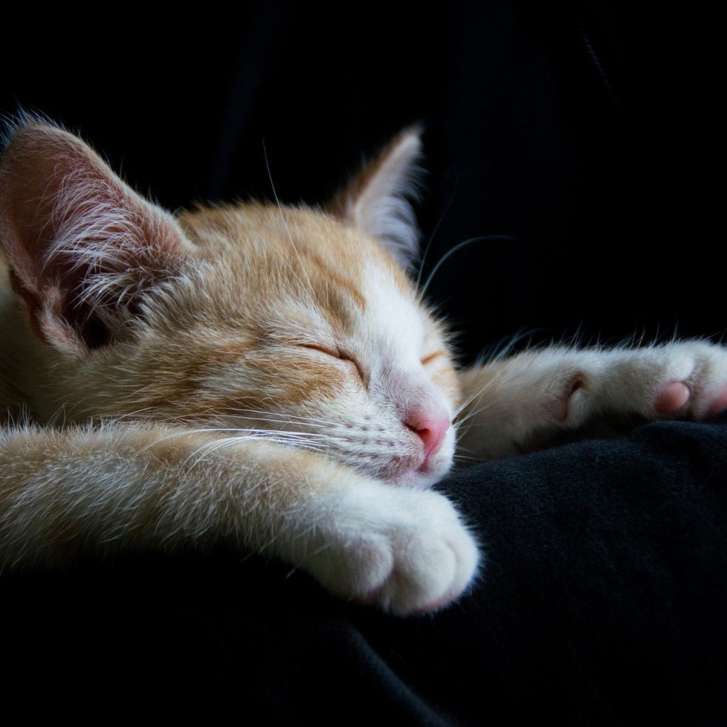 Orange and yellow cat sleeping on its owners leg