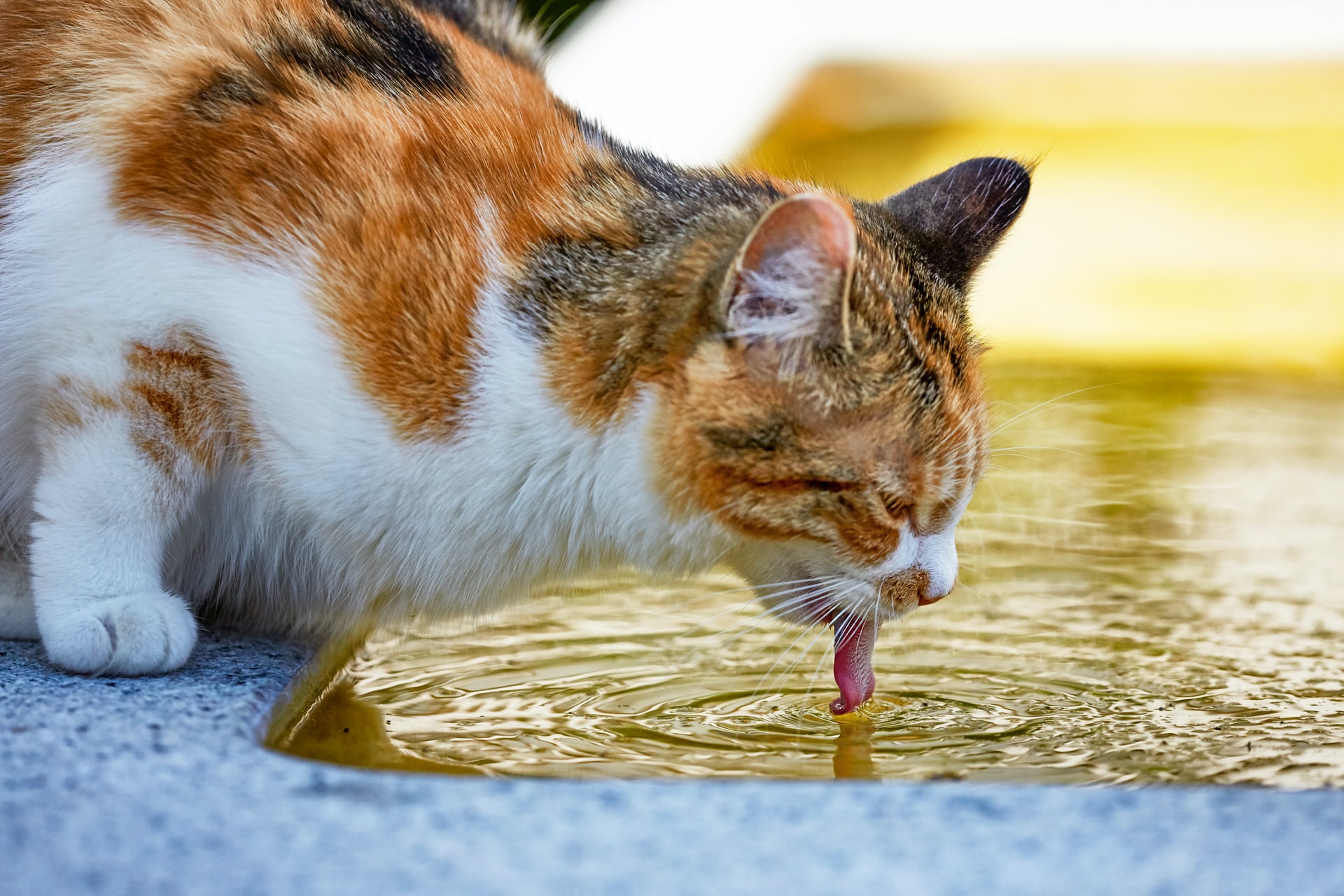 Cat water fountains encourage health in your furry friend