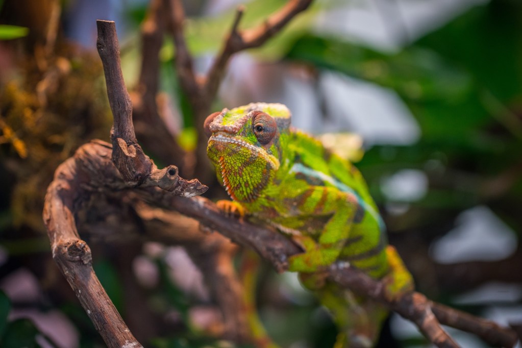 Chameleon reptile sitting on a branch