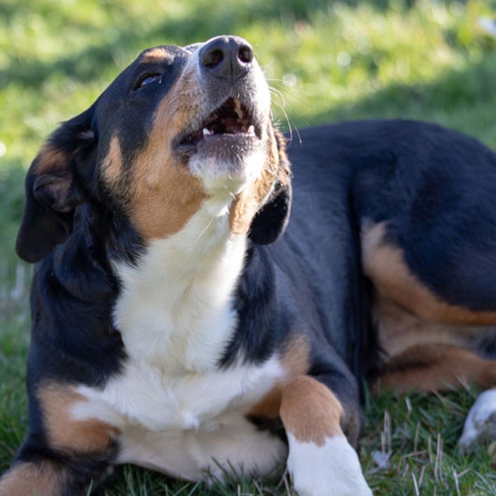 Dog barking outdoors