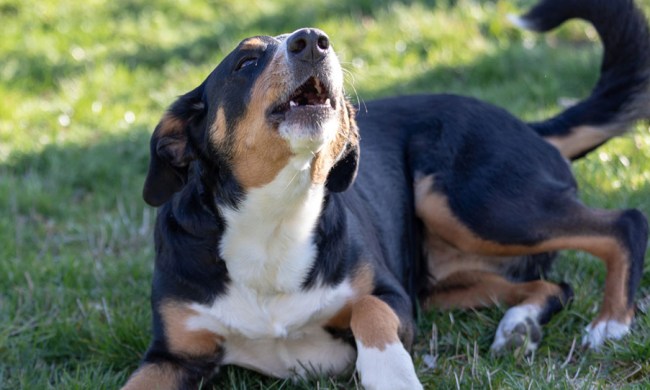 dog barking outdoors