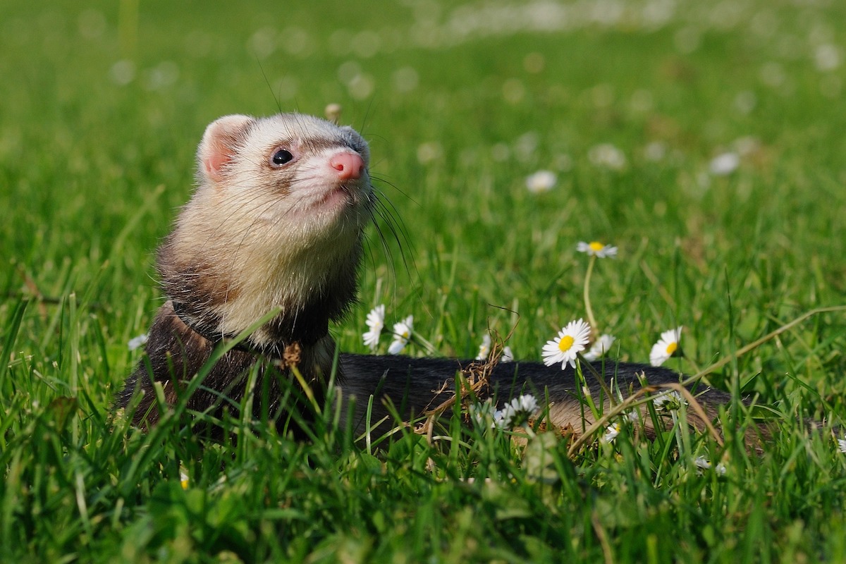 This Is Why Your Ferret Won't Stop Screaming PawTracks