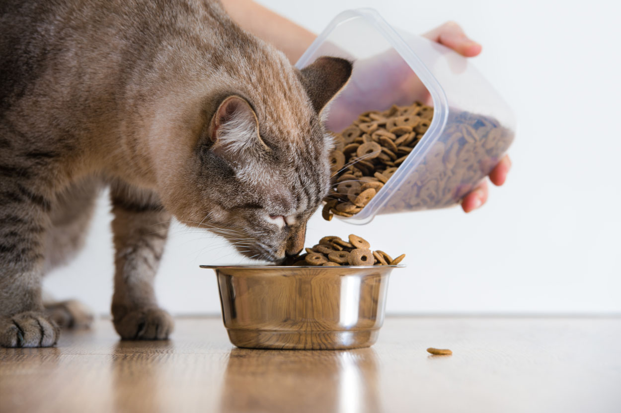 Cat food storage solutions keep cat food fresh