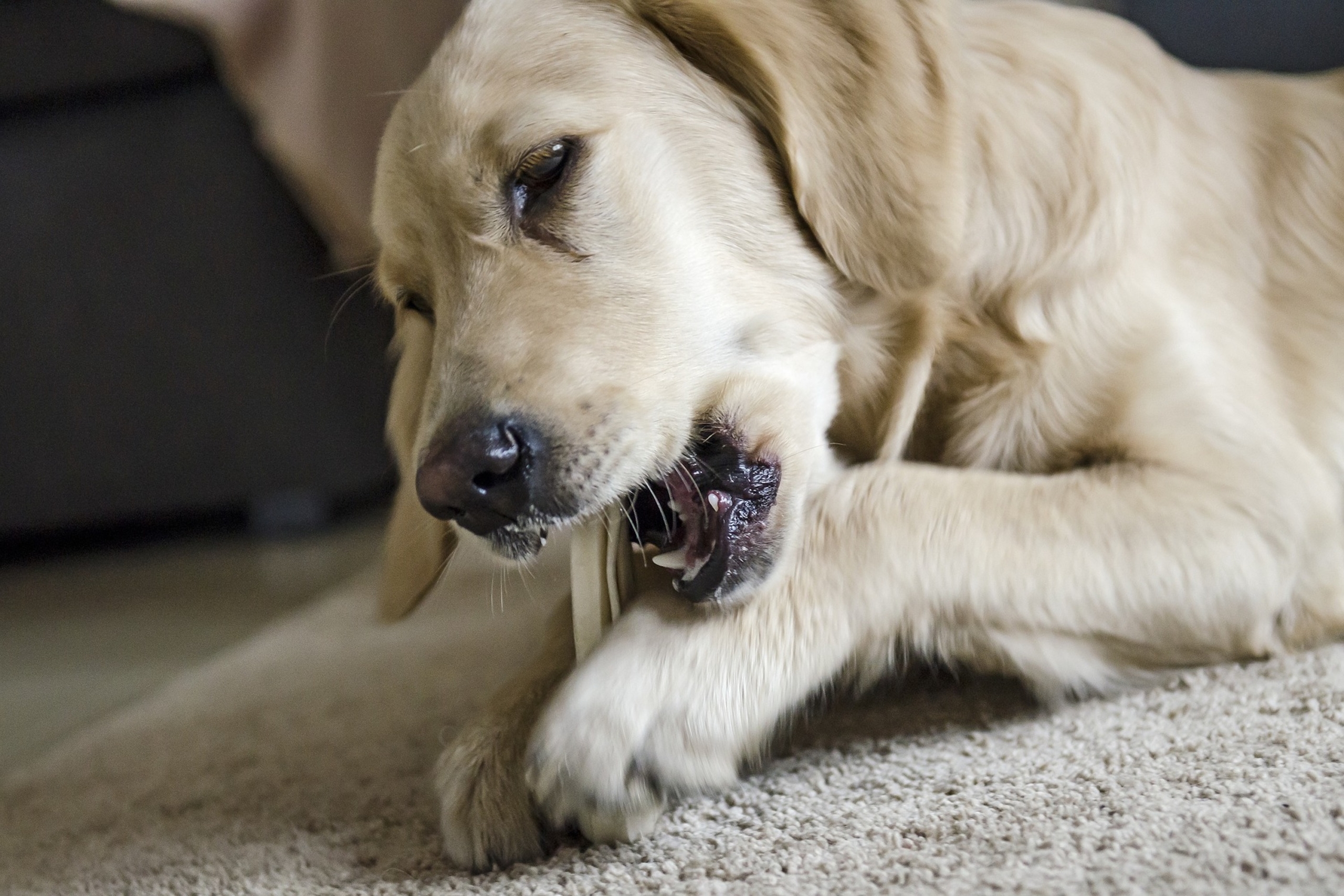 a golden retriever holds and chews a bone