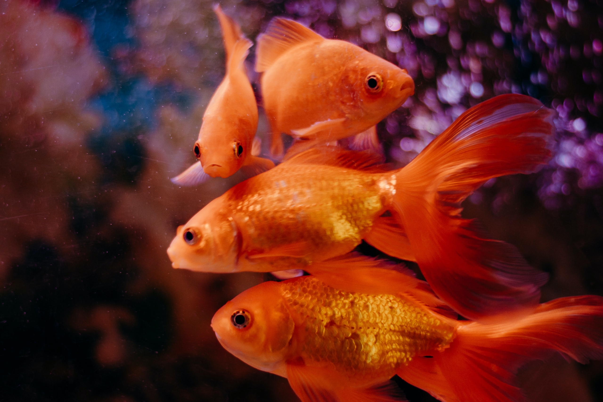 Can You Train a Fish? Here's What We Know | PawTracks