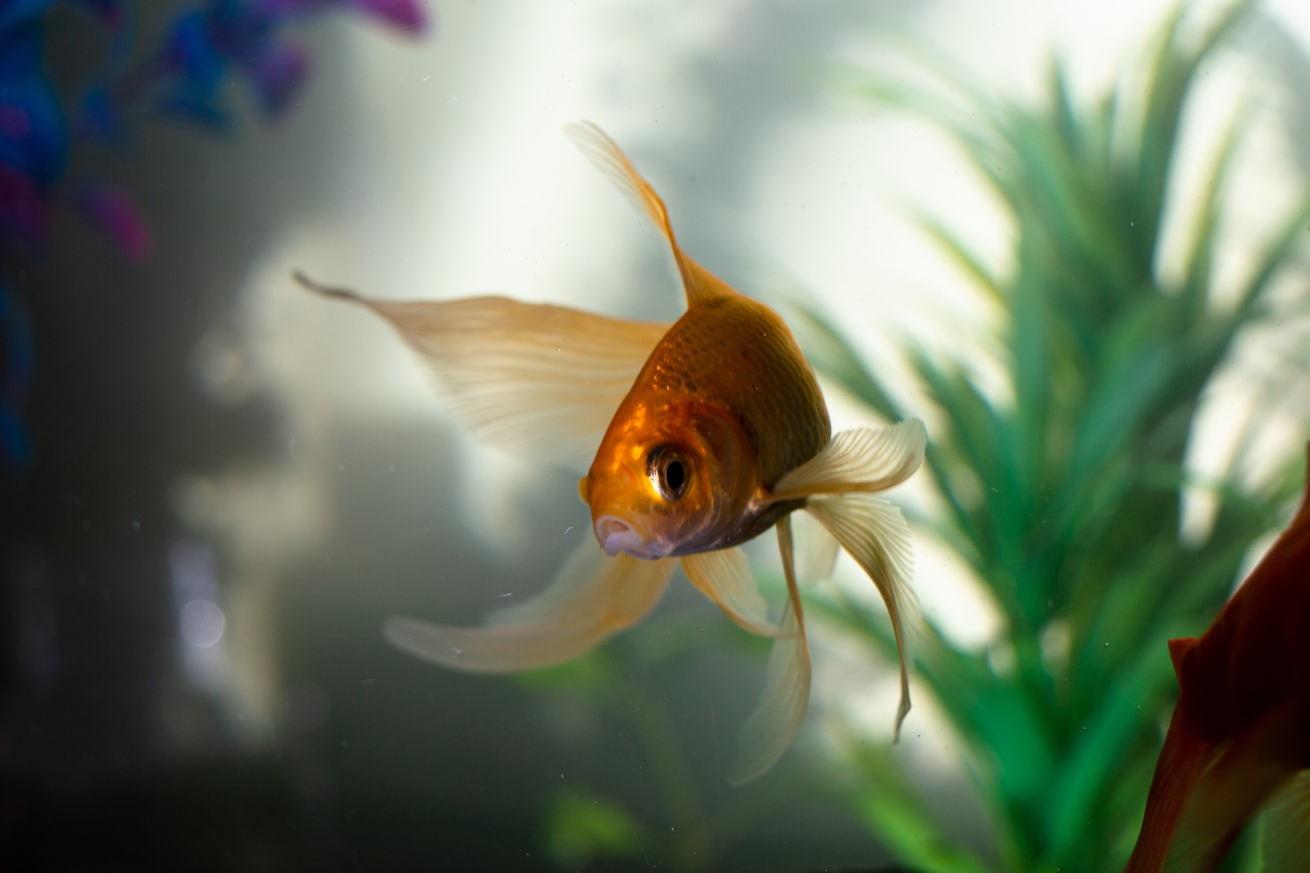 a goldfish swims in an aquarium in front of a plant