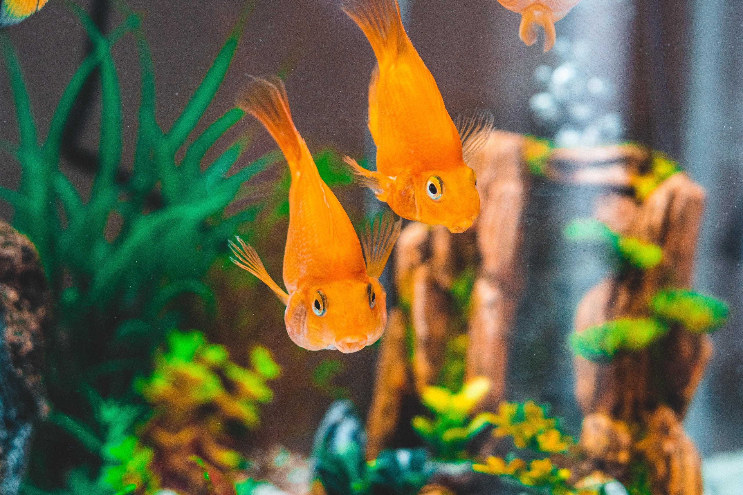 two goldfish with puffy cheeks swim in front of aquatic plants and decorations