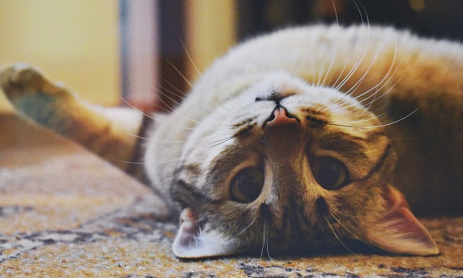 a gray cat lies upside down and looks at the camera