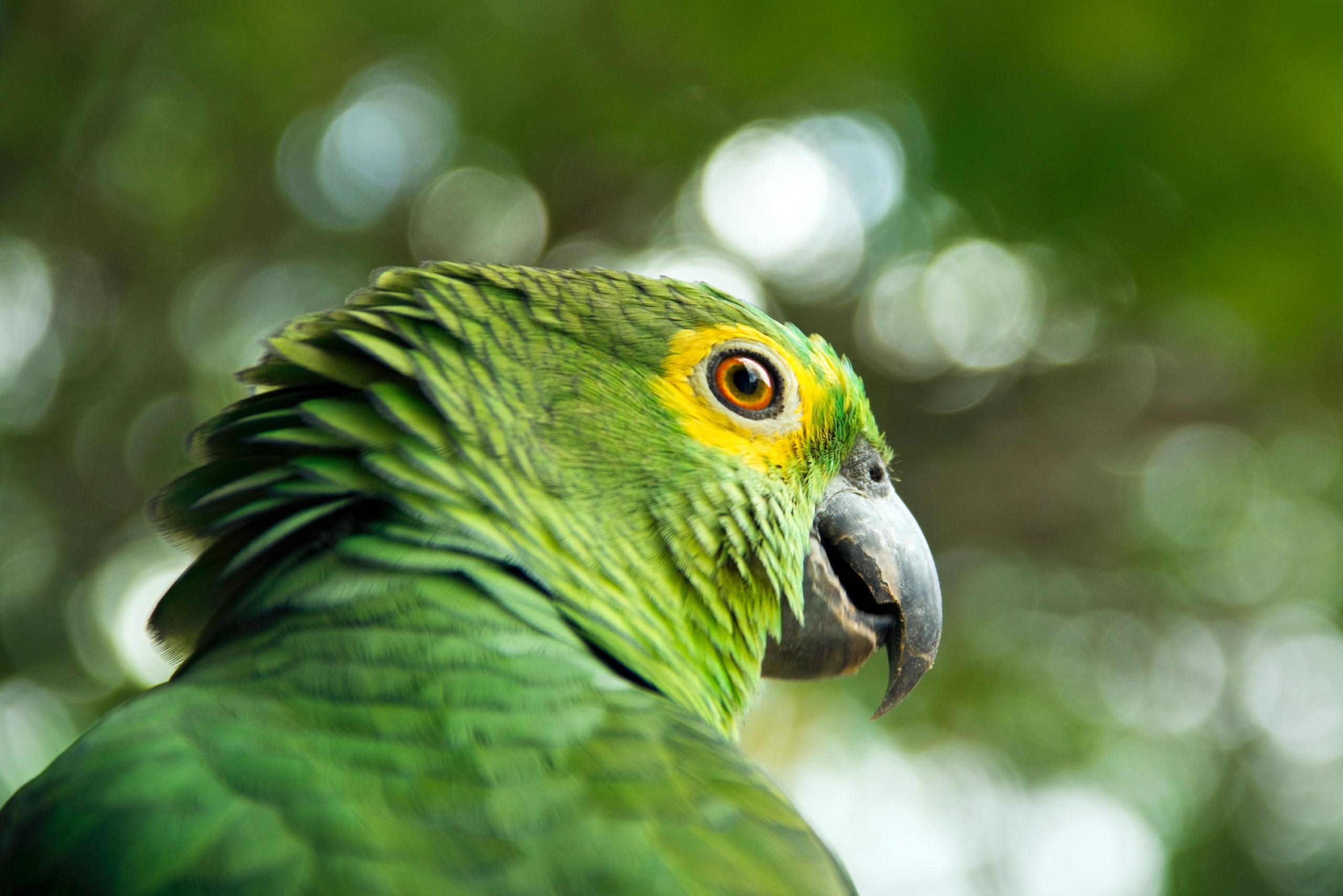 side view of a green parrot with an orange eye