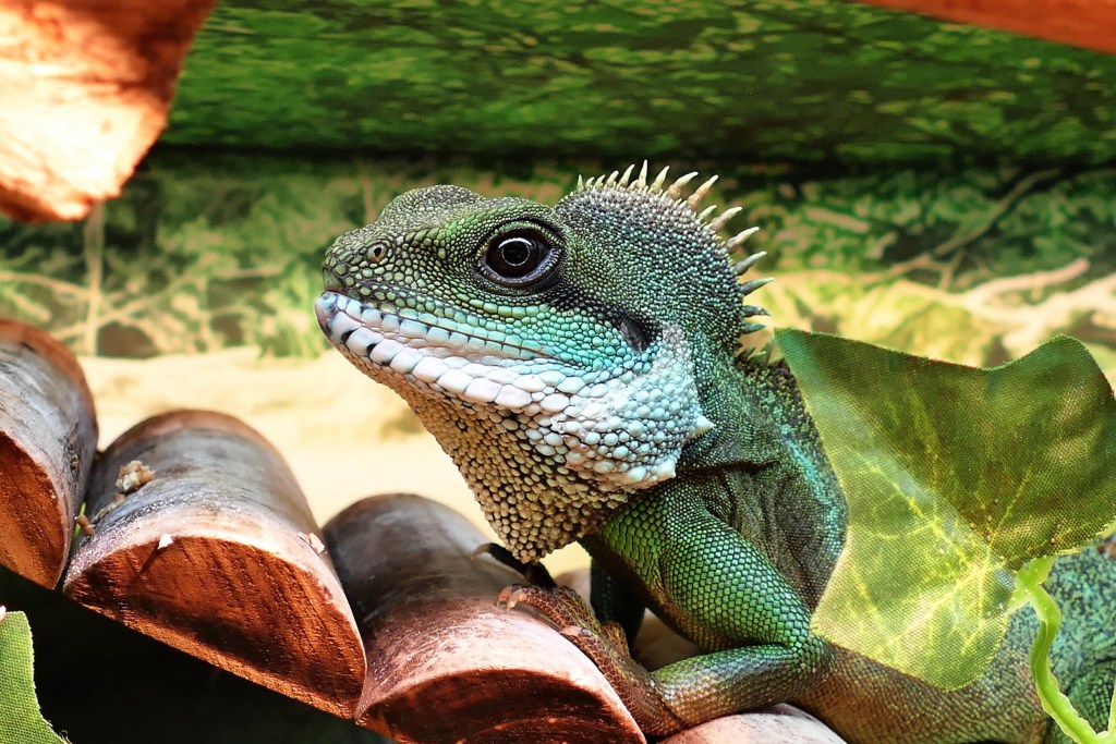 A green pagoda lizard's side profile while it climbs up a wooden ladder