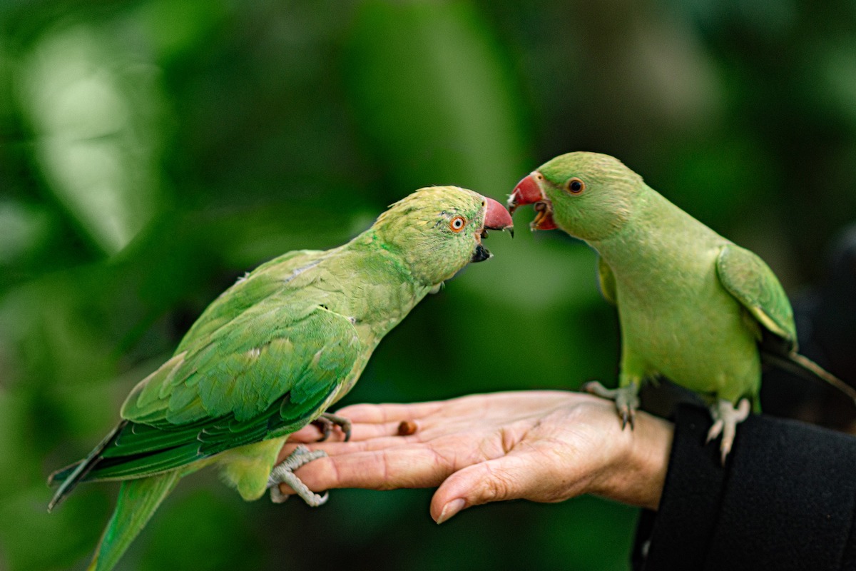 two green parakeets standing in someone's hand open their beaks at each other