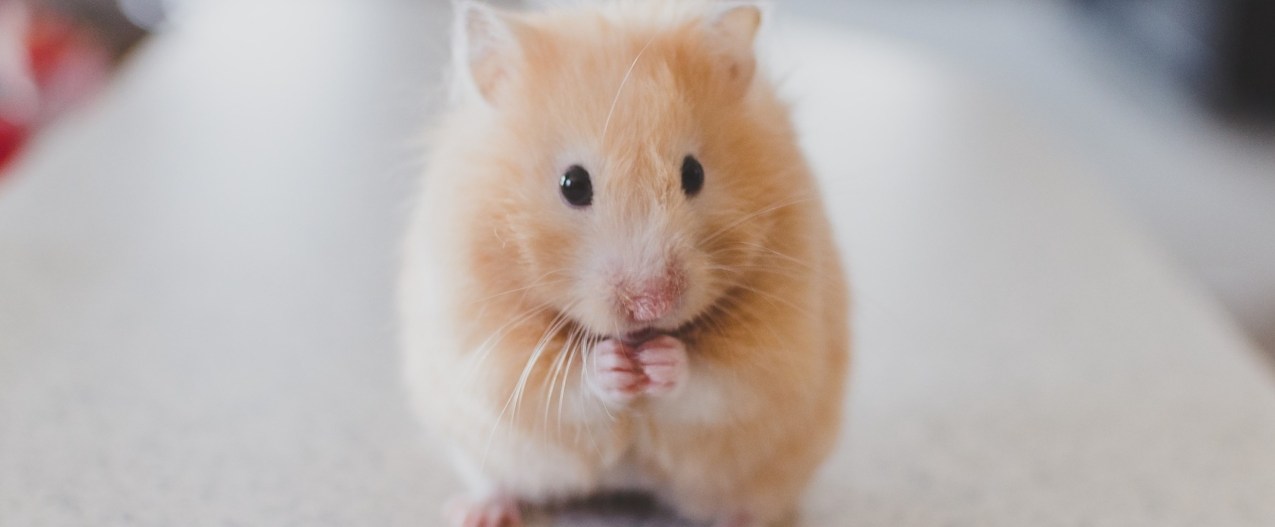 Beige hamster stands on its back paws