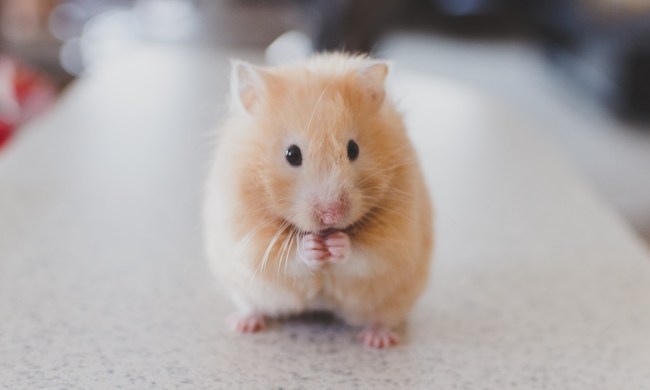 Beige hamster stands on its back paws