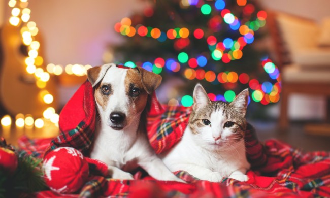 a Jack Russell terrier and a kitten sit in a blanket in front of a Christmas tree and multicolored lights