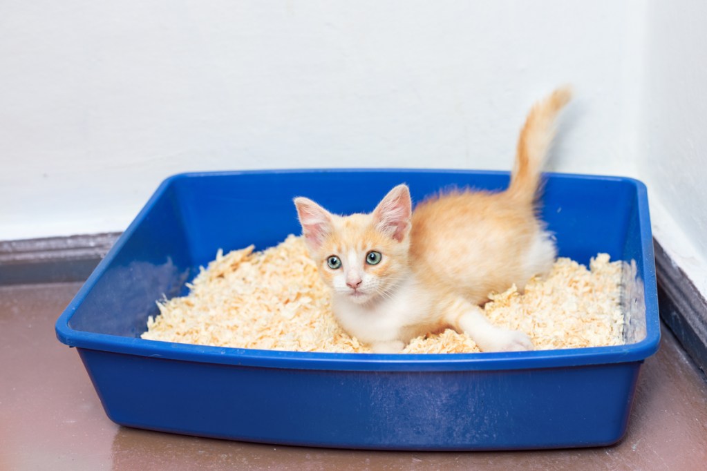 Orange and white kitten lying in a litter box with pine shavings
