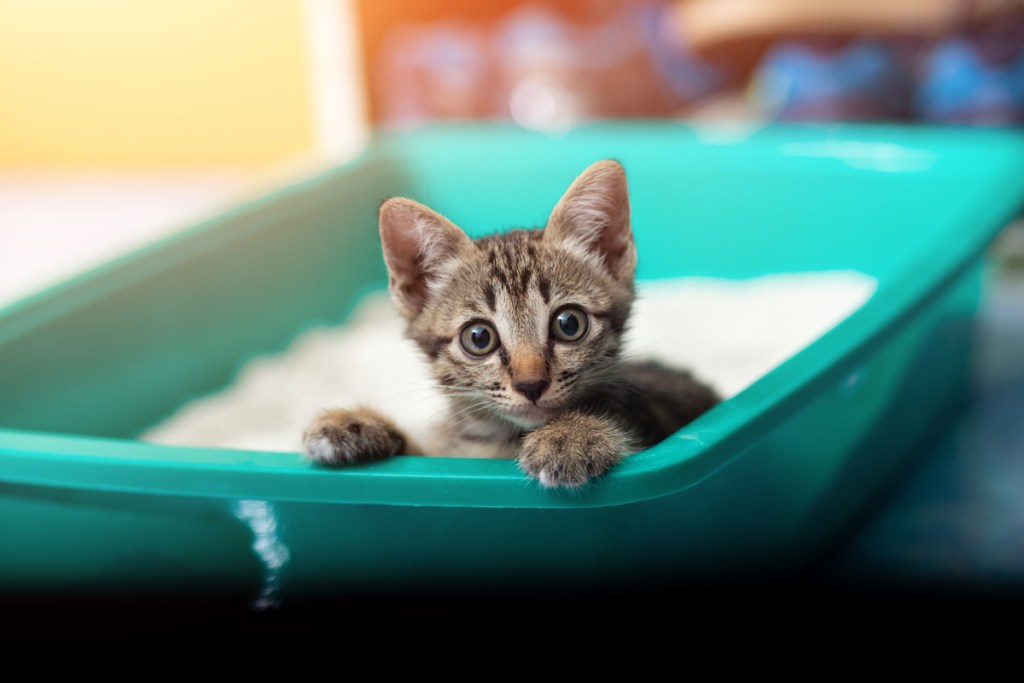 Tiger kitten sitting in his litter box