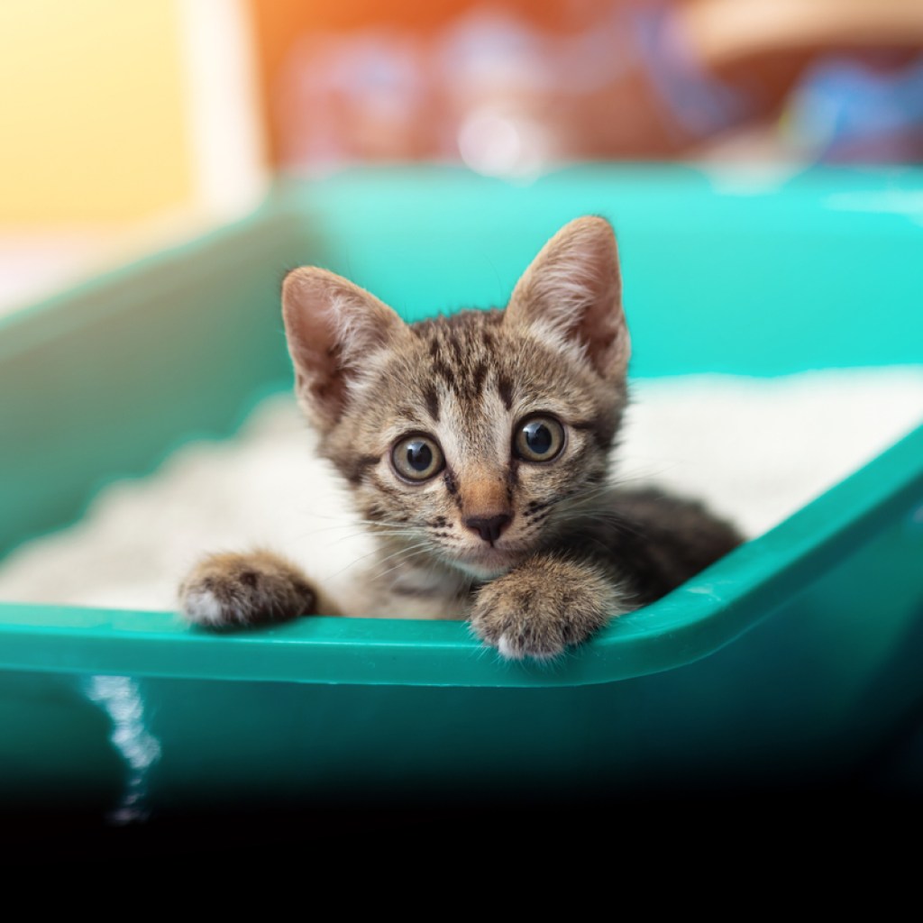 Tiger kitten sitting in his litter box