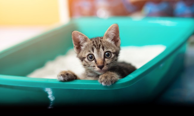 Tiger kitten sitting in his litter box