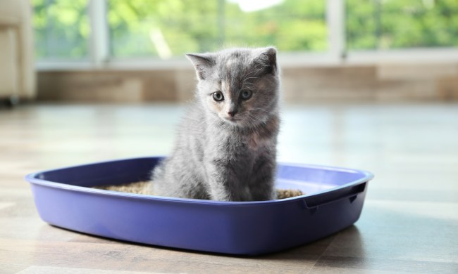 Shorthair kitten sitting in a litter box
