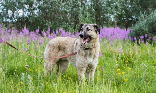 a large beige dog on a leash stands in a field of purple flowers and green grass