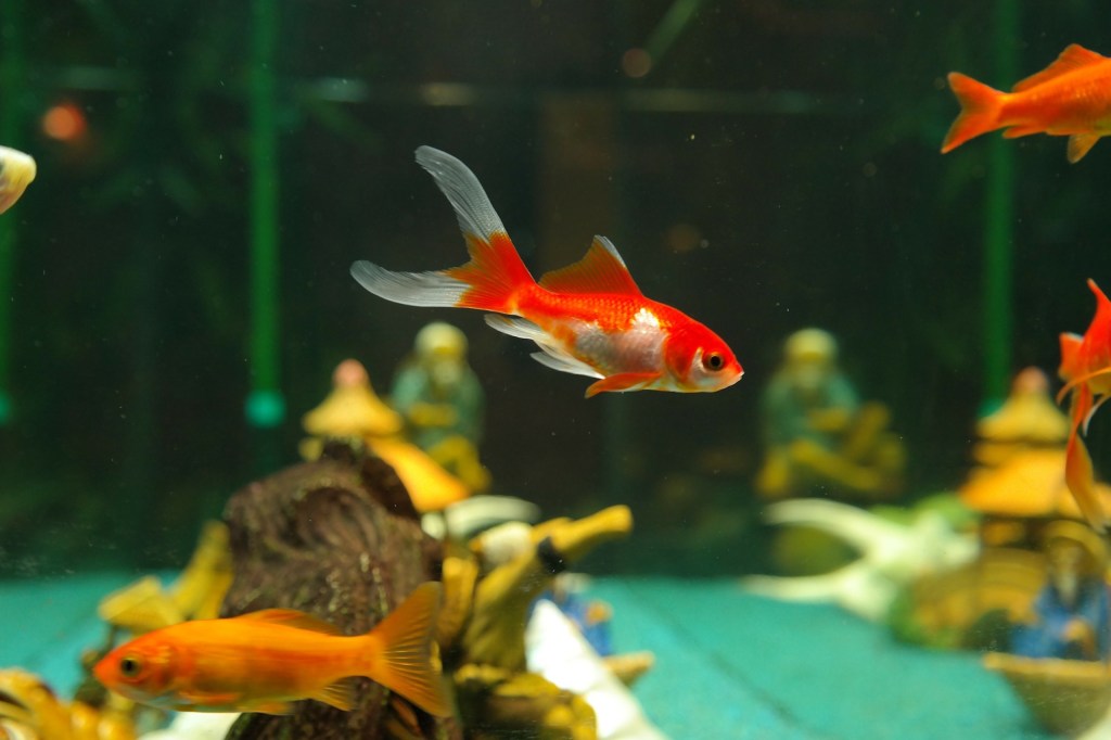 An orange and white goldfish at the center of an aquarium with several other fish and tank decor in shot