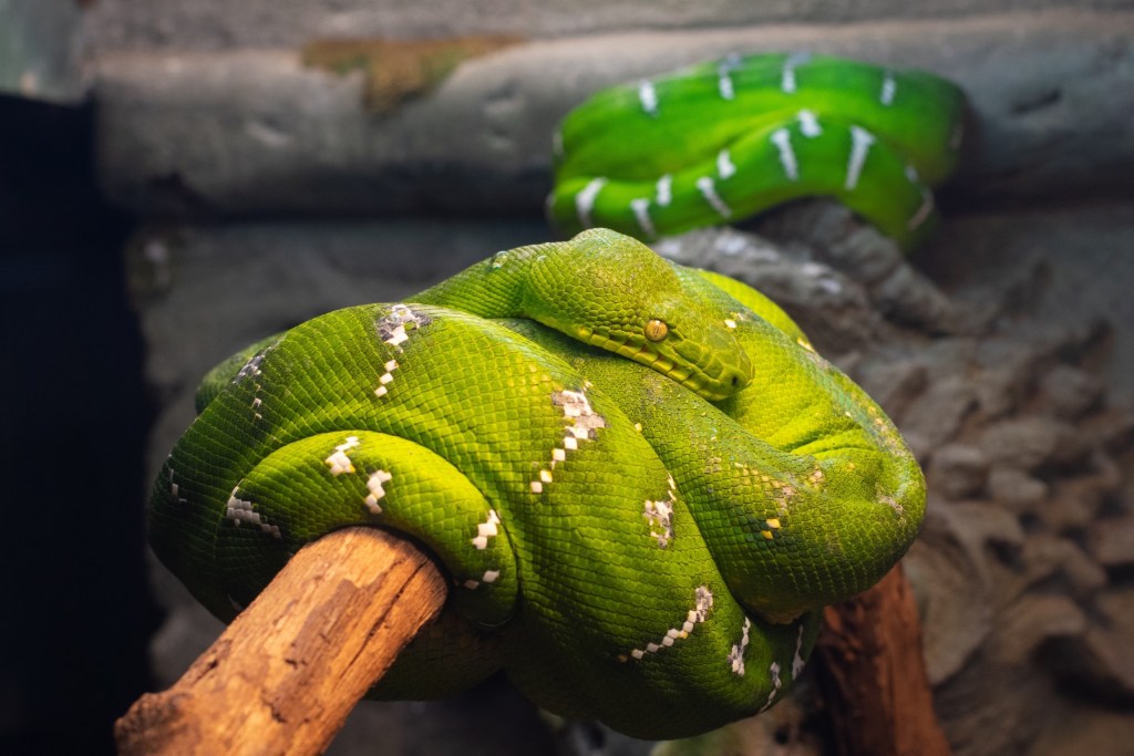 Two green snakes rest on a branch