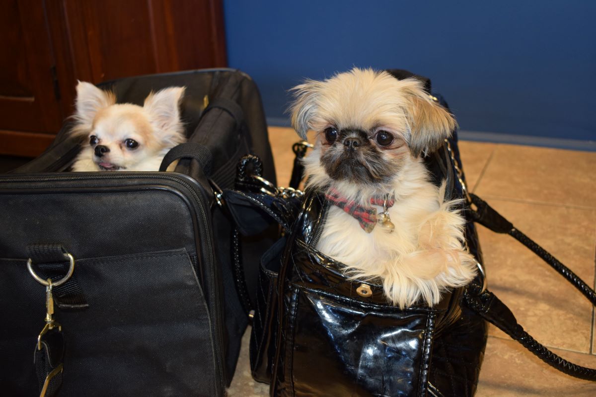 two small dogs in carriers