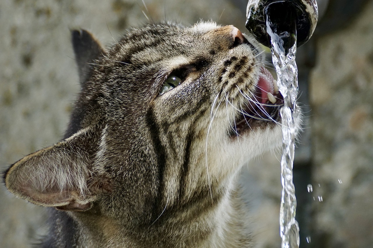 The sound of falling water encourages cats to drink