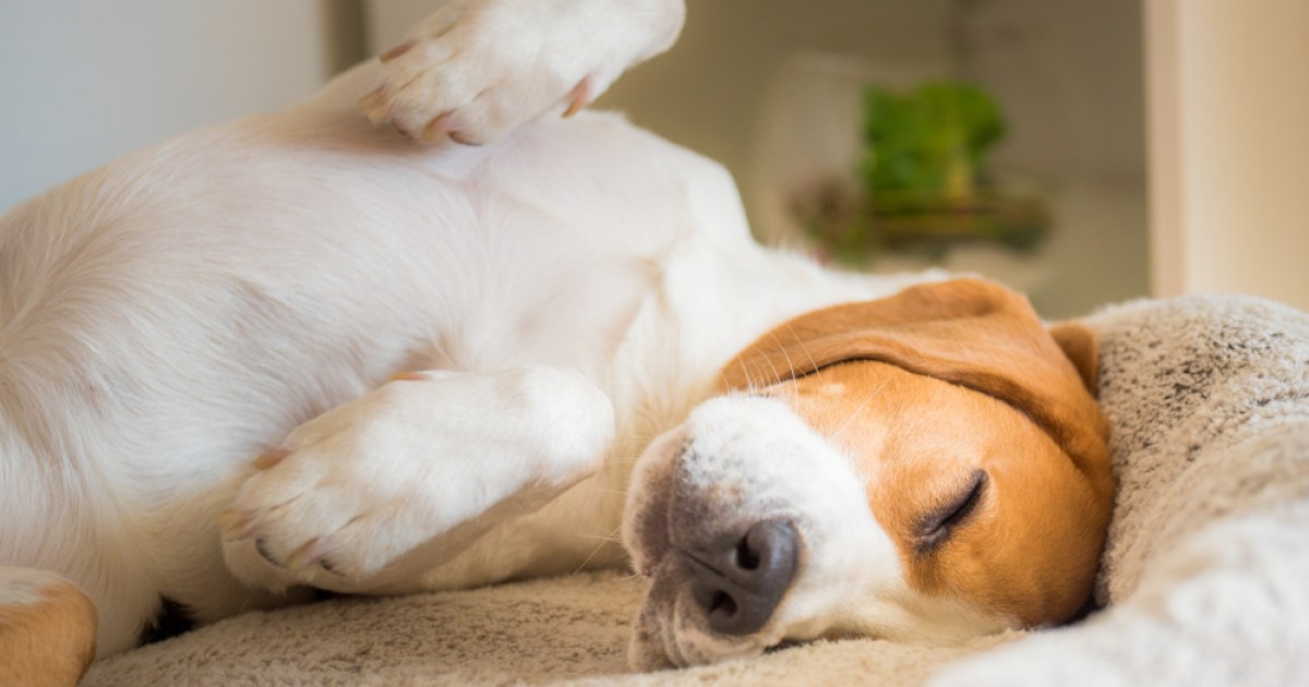 How to keep your dog off your bed PawTracks