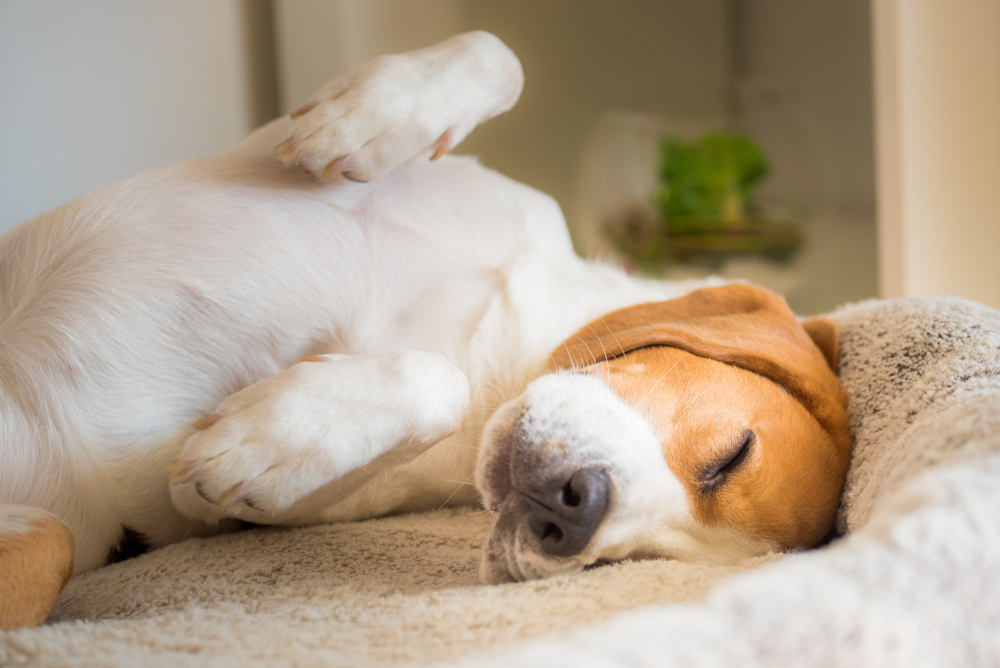 tired beagle on bed