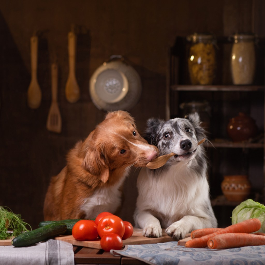 Two dogs together kitchen prep