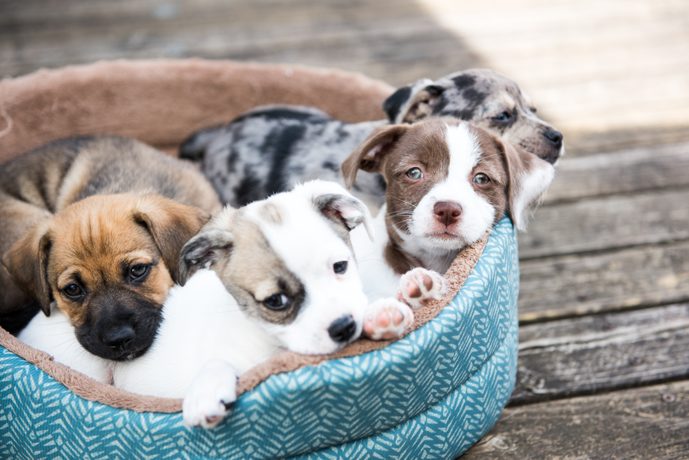 terrier puppies on blue bed