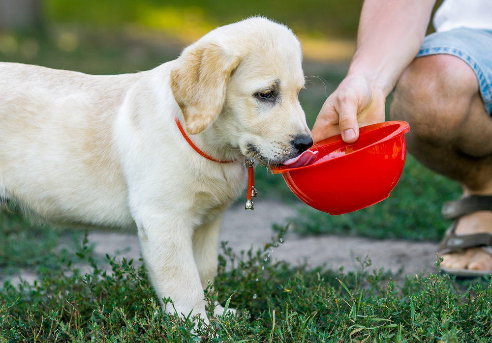 Labrador puppy drinking from a bowl