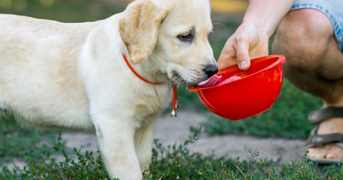 can 6 week old puppies drink water