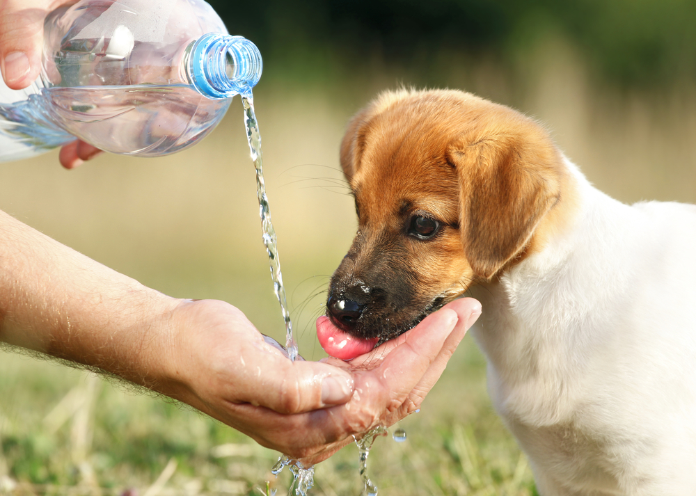 Puppy drinking from hand