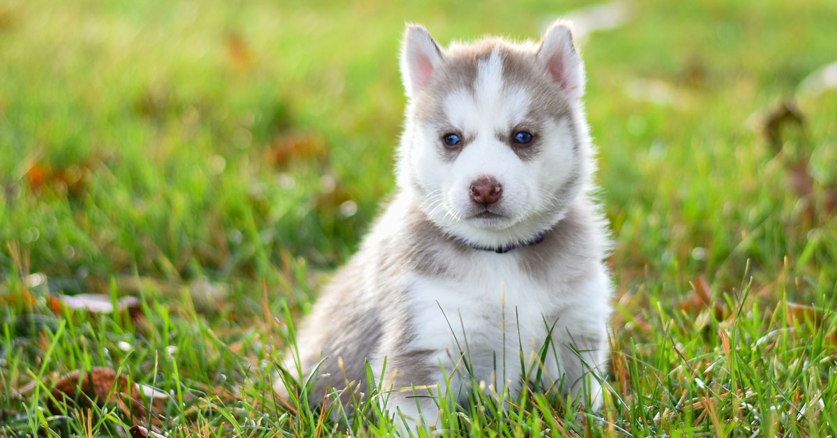 Sibiro haskio šuniukas žolėje