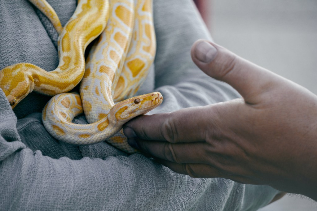 A yellow snake sniffs someone's hand