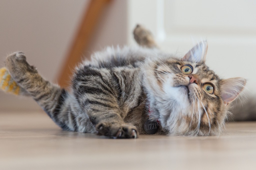 a long-haired gray cat rolls on the floor in play