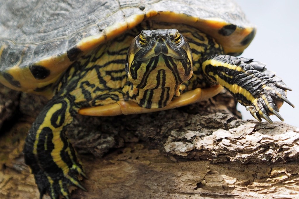 A black and yellow turtle