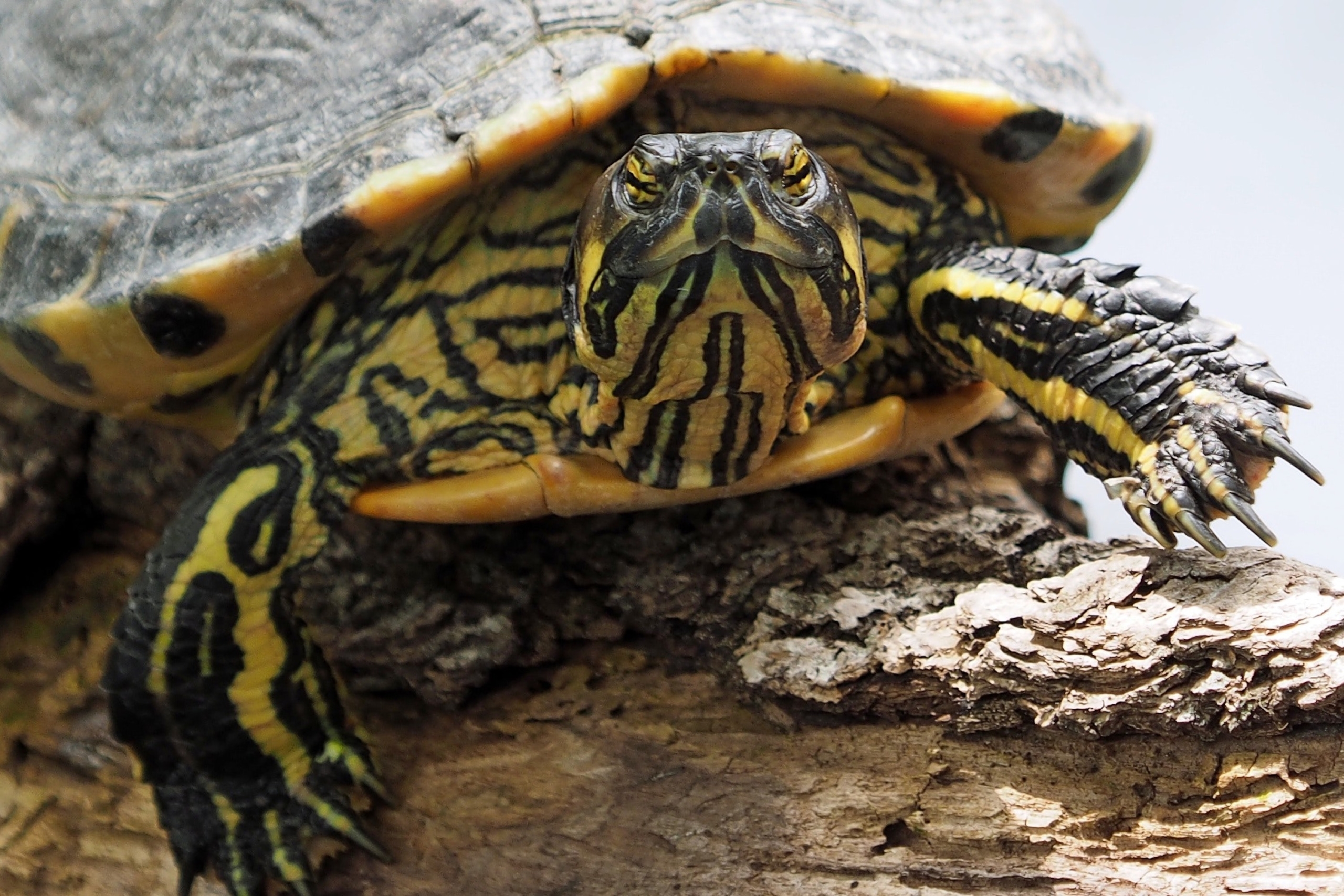 This Is the Reptile Life Cycle: From Egg to Adulthood | PawTracks