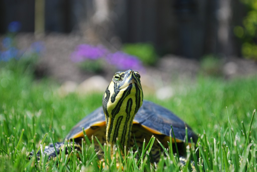 Turtle walking across a grassy lawn